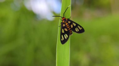Eşek arısı güvesi veya Hbner veya çimlerde yaşayan güve (Amata huebneri)