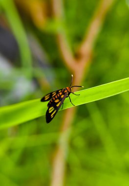 Eşek arısı güvesi veya Hbner veya çimlerde yaşayan güve (Amata huebneri)