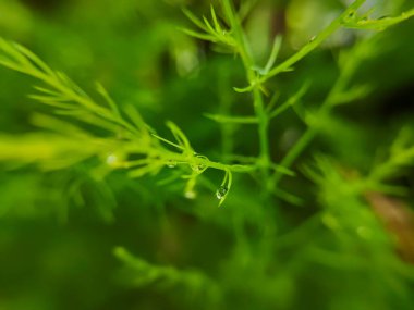 close up of water droplets on a green fern plant