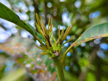 Mango yaprağına yakın mesafeden ateş ediliyor.