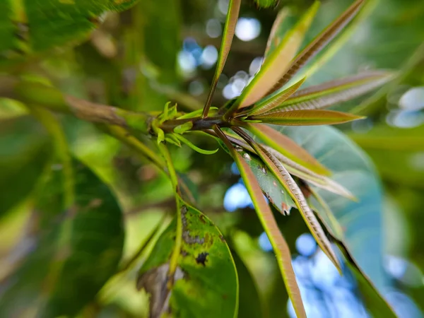 Mango yaprağına yakın mesafeden ateş ediliyor.