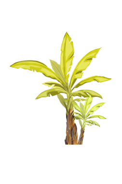 Geçmişi olmayan iki taze yeşil muz bitkisi