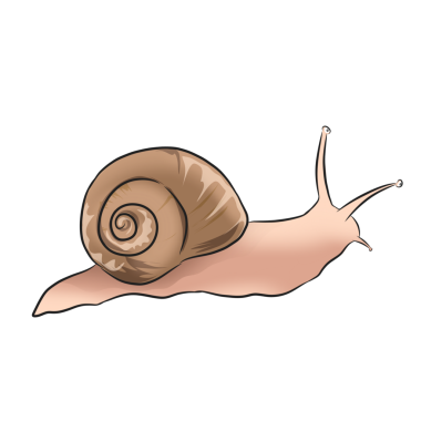 Geçmişi olmayan bir yaprak salyangozunun çizimi