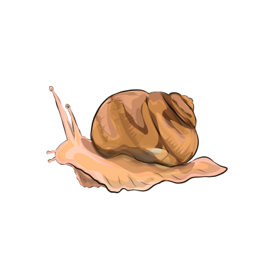 Geçmişi olmayan bir yaprak salyangozunun çizimi