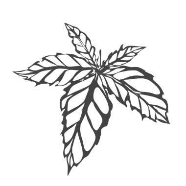 soyut yaprak deseni silueti arkaplansız