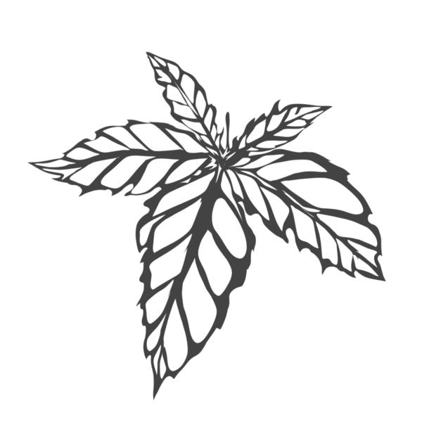 soyut yaprak deseni silueti arkaplansız