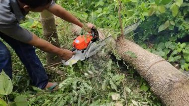 Elektrikli testereli bir adam Areca Fındık Tarlasında ağaç kesiyor