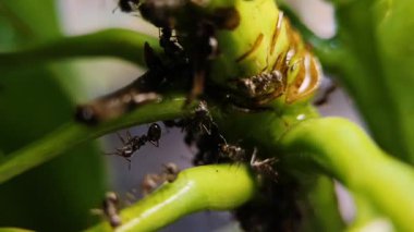 Mango ağacının yaprakları üzerinde bir karınca kolonisi.
