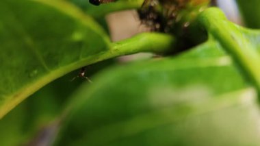 Mango ağacının yaprakları üzerinde bir karınca kolonisi.