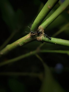 Siyah bir karıncayı (Dolichoderus thoracicus) bir mango ağacının dalında kapat
