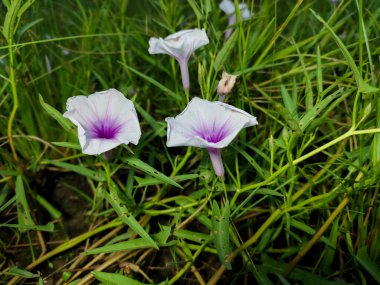 Açık bir bahçede açan bazı su ıspanağı çiçekleri (Ipomoea aquatica)