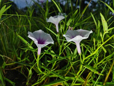 Açık bir bahçede açan bazı su ıspanağı çiçekleri (Ipomoea aquatica)