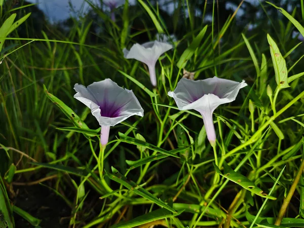 Açık bir bahçede açan bazı su ıspanağı çiçekleri (Ipomoea aquatica)