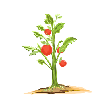 Domates bitkileri, arka planda olmayan olgun meyveler verir.