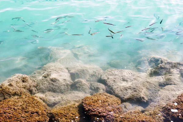 Muitos peixes pequenos na água perto de pedras mossed subaquáticas . — Fotografia de Stock