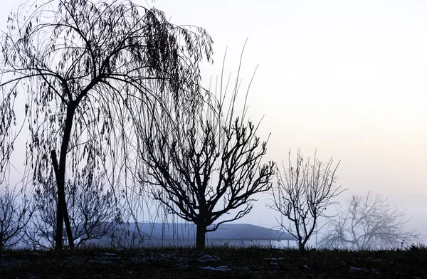Landscape with silhouettes of leafless trees in a blue dawn. — Stock Photo, Image