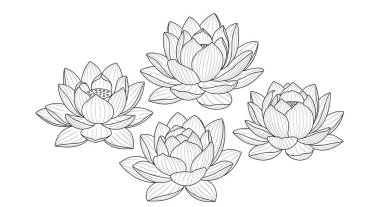 Nilüfer çiçeği ikonu, çizgi sanatı. el çizilmiş vektör.