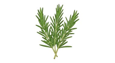 beyaz arkaplanda izole edilmiş biberiye dalı