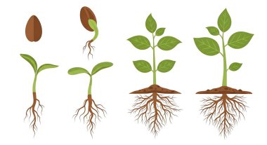 Vektör bitki kökleri ve yaprakları ayarlandı. beyaz üzerine izole