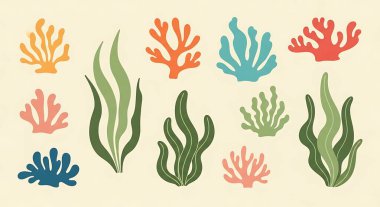 El boyası deniz kabukları seti, beyaz arka plan, koleksiyon, deniz tarzı izole edilmiş.