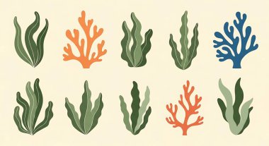 Bir dizi deniz bitkisi. Deniz bitkileri. deniz bitkileri.