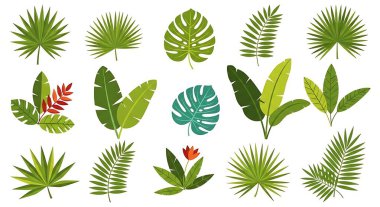 Tropikal bitki seti ve vektör illüstrasyon tasarımı