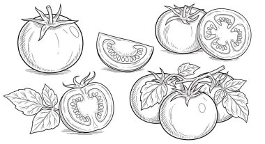 çizim domates ve salatalık