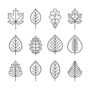 Yaprak seti, el çizimi vektör çizimi