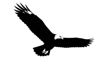Beyaz arkaplanda kartal silueti