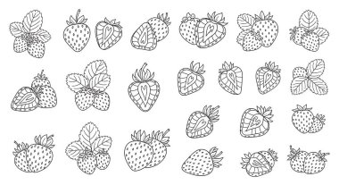 meyve vektör illüstrasyon kümesi