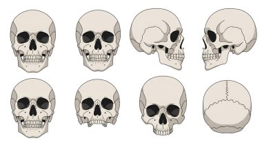 İzole edilmiş insan kafatasları.