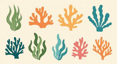 deniz mercanı ve deniz hayvanları koleksiyonu