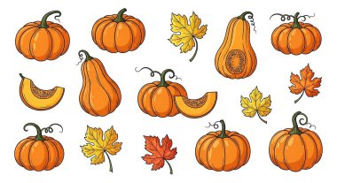 Sonbahar balkabağı seti. El çizimi vektör illüstrasyonu.