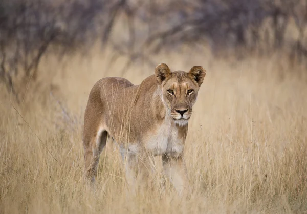 Una leona camina por el parque Etosha en Namibia . —  Fotos de Stock