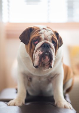 Bir İngiliz Bulldog kanepede aittir.