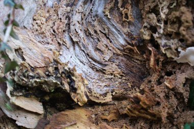 Çürümüş ağaç kabuklarının yakın çekimi doğal bozulmaları, çatlakları ve organik dokuları gösteriyor.
