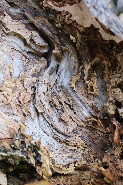 Çürümüş ağaç kabuklarının yakın çekimi doğal çürümeyi, çatlakları ve organik dokuları gösteriyor. Soyut doğal doku