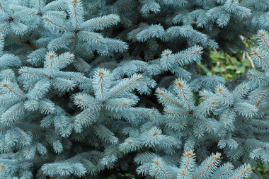 İğne yapraklı ağaç Mavi Ladin