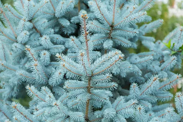 Árvore de coníferas abeto azul — Fotografia de Stock