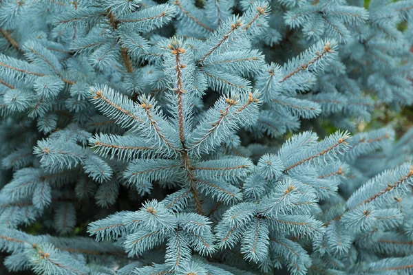 Tűlevelű fa kék lucfenyő — Stock Fotó