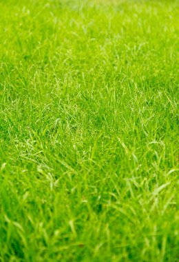 Yeşil kesilmiş çimen, doku