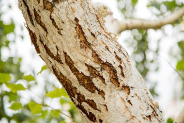 Arka plan bulanık huş ağacı