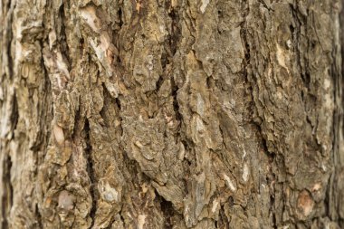 Gövde ve bir yetişkin ağaç kabuğu