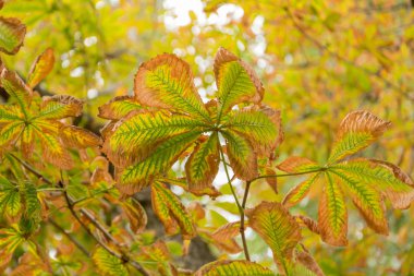 At kestanesi Sonbaharda yapraklar