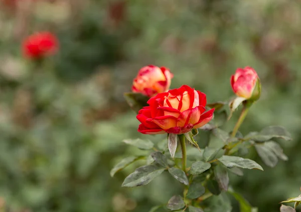 Outono, murchando rosas arbustos — Fotografia de Stock