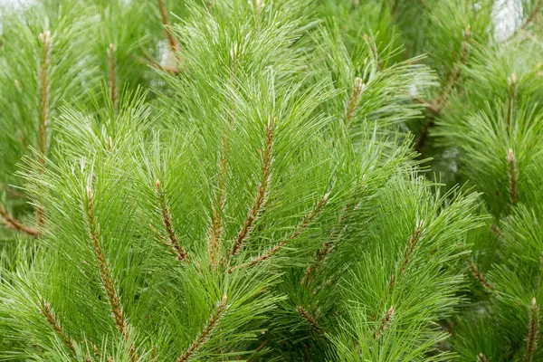 Les branches d'un conifère sempervirent de pin ou de cèdre — Photo