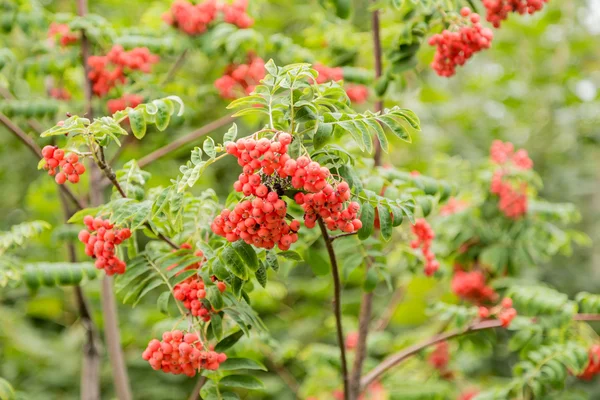 The wood of mountain ash with bright berries — Stock Photo, Image