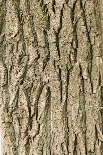 De romp en de schors van een volwassen boom — Stockfoto