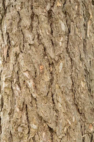 De romp en de schors van een volwassen boom — Stockfoto