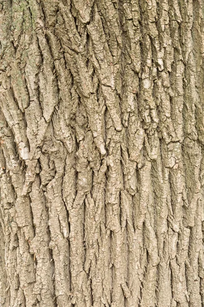 De schors van een volwassen boom — Stockfoto